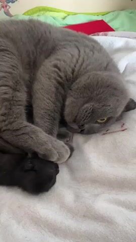 The video shows a large gray cat lying on a white blanket, curled up protectively around two small black kittens. The cat's head is resting down, and one of its paws is gently placed over one of the kittens. The kittens appear to be very young and are nestled close to the mother cat for warmth and security. The environment appears to be a bedroom, with a colorful blanket and a red object visible in the background. The lighting is soft, suggesting an indoor setting. The overall scene is one of maternal care and peaceful slumber.