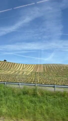 The video shows a vineyard on a hillside, shot from a moving vehicle. The sky is blue with streaky clouds. The vineyard rows are visible, and there are houses on the top of the hill among the trees. There is a metal guardrail along the road and a grassy verge between the road and the vineyard. The camera is looking out the window of a moving vehicle.