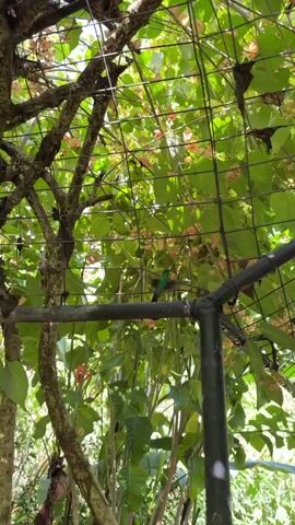 This media file shows a view looking upwards through a garden structure, likely a trellis or arbor. The scene is lush and green, with abundant foliage and some small pinkish flowers visible amongst the leaves and branches. The structure itself is made of dark metal bars and intertwined branches, creating a natural, somewhat wild aesthetic. Several glass bottles, possibly feeders or decorative elements, hang from the structure, some containing a light-colored liquid.

The primary activity captured is the brief appearance of a small hummingbird, a flash of green, darting through the scene. This suggests a natural, possibly humid environment, fitting for Foz do Iguaçu, Brazil, known for its rich biodiversity and tropical climate. The lighting suggests it is daytime, with sunlight filtering through the leaves, creating dappled light and shadows. The overall mood is serene and natural, highlighting the beauty of the garden and its wildlife. There is no visible text in the media.