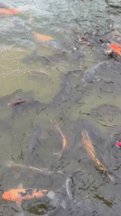 Children watch swans and koi fish feeding at Vitacura pond