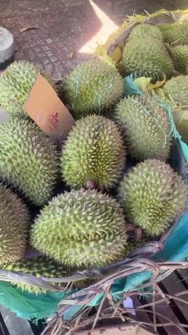 The video shows a close-up view of a pile of durians, a spiky, green tropical fruit. The durians are arranged in a basket lined with blue and green fabric, with some brown cardboard boxes visible in the background. The lighting suggests it is daytime, possibly outdoors or in a market setting. The durians appear fresh and are the primary focus of the shot. There are no people or animals visible in the frame, and no specific actions or interactions are depicted.