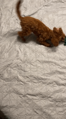 Dog plays with toys on bedspread in Sofia