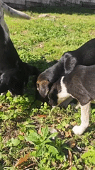 Dogs and puppies spotted roaming Kialasur, Abkhazia streets