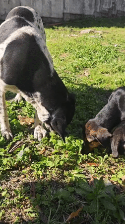 Dogs and puppies spotted roaming Kialasur, Abkhazia streets