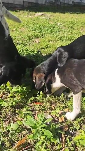 Dogs and puppies spotted roaming Kialasur, Abkhazia streets