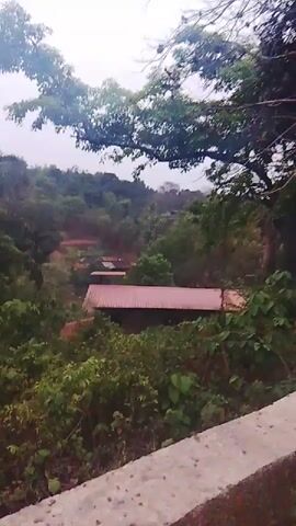 The video opens with a static shot looking down into a lush green landscape, likely a valley or hillside, from an elevated position. Dense foliage, including trees and bushes, covers most of the view. In the mid-ground, two buildings with red-brown, possibly tiled or corrugated metal, roofs are partially visible amidst the greenery. A concrete barrier or wall is present in the immediate foreground. The sky is overcast and bright.

At approximately 0:02, the camera begins a slow pan to the right. As it pans, the buildings disappear from view, replaced by more of the dense, vibrant green vegetation. A tall palm tree stands out on the hillside, surrounded by other trees and thick undergrowth. The scene maintains its lush, verdant appearance under the same overcast sky. No people or visible text are present. The setting suggests a natural, possibly rural, area in Korgao, India.