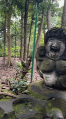 Morning monkey activity observed at Ubud Forest sanctuary