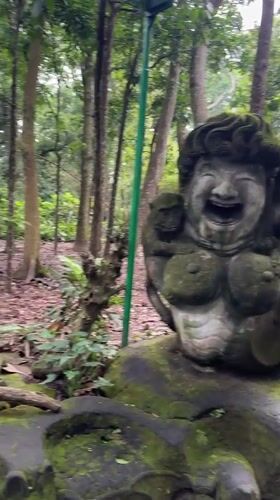 Morning monkey activity observed at Ubud Forest sanctuary
