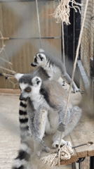 Morning walkthrough of a Vietnamese wildlife park's animal enclosures