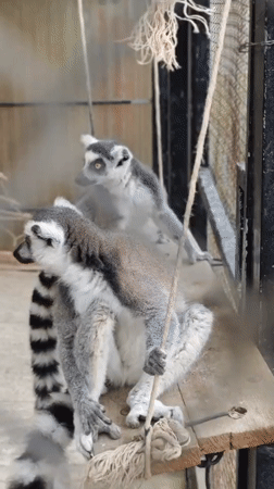 Morning walkthrough of a Vietnamese wildlife park's animal enclosures