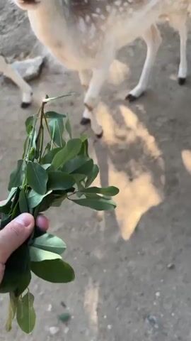 A close-up shot features a person's hand holding a bunch of green leaves, which are being offered to a young fallow deer. The deer has a light brown coat with white spots and is leaning in to eat the leaves. Its head is the central focus, with its large, dark eyes looking towards the viewer. The background shows a dirt ground, a portion of a fence, and some blurry playground equipment. Another deer's head is visible in the foreground on the right, also appearing to be looking towards the leaves. The sunlight casts long shadows, suggesting it is either morning or late afternoon. The scene appears to be an animal enclosure or a petting zoo, possibly in Dabnitsa, Bulgaria, given the context. The overall mood is peaceful and engaging, highlighting a moment of interaction between a human and an animal.