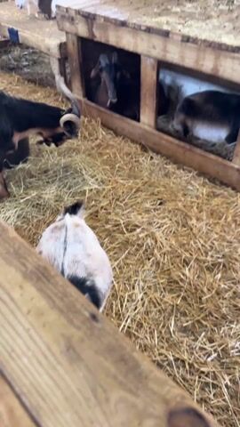 The video shows a goat enclosure filled with hay, likely at a petting zoo or farm exhibit. Several goats are present, including one with large horns standing near a three-part wooden shelter. Some goats are inside the shelter, while others roam around the hay-covered enclosure. The enclosure is bordered by wooden fencing, and a mural depicting sheep and a farm scene is visible on the wall. The camera moves slightly, providing different angles of the goats and their environment.