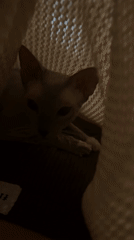 Hairless cat yawns under blanket in Reutov