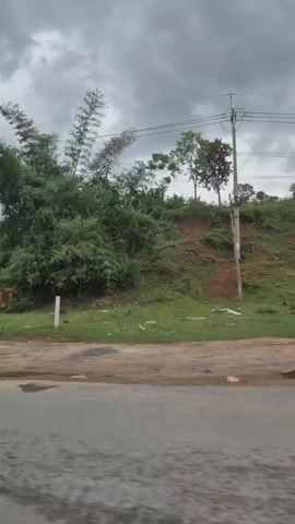 The video shows a rural landscape with a brown cow grazing on a grassy hillside. There are several banana trees and other lush vegetation in the background. Power lines are visible against a cloudy sky. The camera appears to be moving, suggesting the footage was captured from a vehicle.