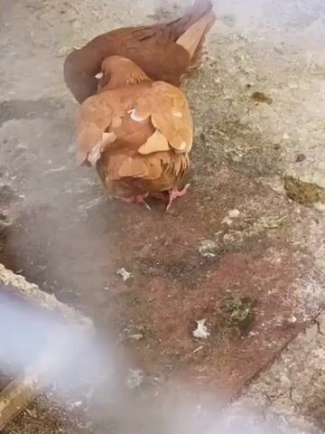 Two brown pigeons are visible from a high-angle shot on a concrete surface. The pigeon in the foreground, slightly lighter in color, faces away from the camera. Its feathers appear ruffled or missing on its back. The second pigeon, darker brown, stands partially behind the first. The ground is stained with patches of dirt and possible bird droppings. A wire mesh or fencing is visible in the lower-left corner, slightly obscuring the view. The video seems to be recorded outdoors, with natural light present.