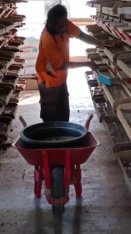 A man in an orange shirt and dark pants is working in a room with rows of shelves holding numerous small objects. He is standing between two rows of shelves and is reaching towards the shelf on his right, holding a blue scooping tool. In front of him is a red wheelbarrow containing a large black tub. The shelves are filled with trays that hold many small, round objects, possibly nuts or seeds. The floor appears to be concrete and is slightly wet. The room is lit by natural light coming from the left side of the frame.