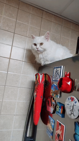 Multiple cats observed in domestic activities across Dubai morning