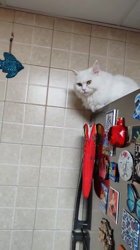 Multiple cats observed in domestic activities across Dubai morning
