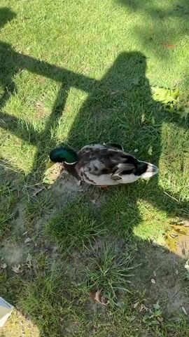 A mallard duck with iridescent green head feathers walks across a grassy area casting a shadow from a nearby structure. The duck is facing left, then turns its head to the right as it walks away. Sunlight illuminates the scene.