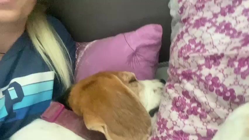 A beagle dog is asleep, nestled between a person and pillows. The dog’s head and face are predominantly white, with brown floppy ears. The person has long blonde hair and is wearing a blue shirt with horizontal white stripes. A purple pillow with a dandelion design is behind the dog’s head. Next to the dog is a pillow or blanket with a white background and a purple floral pattern. The dog's body, primarily white, is visible on the person's lap.
