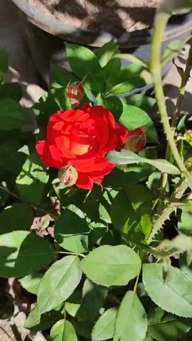 A close-up, overhead shot focuses on a vibrant red rose in full bloom, bathed in sunlight. Several rosebuds, some partially opened with hints of pink and green, are visible surrounding the main flower. The rose is nestled amongst lush green leaves, some casting shadows on the scene, suggesting an outdoor environment, possibly a garden. The lighting creates a dappled effect, highlighting the textures of the petals and leaves. The background is slightly blurred, drawing attention to the central subject.