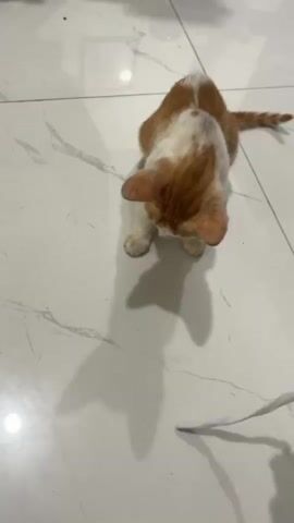 A ginger and white cat is on a white tiled floor. A human hand is holding a white string in front of the cat, moving it back and forth. The cat is looking down at the string.