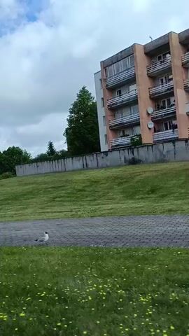 The video captures an outdoor scene from a moving perspective, likely a vehicle, under a partly cloudy sky with visible blue patches. The foreground features green grass and a grey paved path. A large green grassy slope dominates the mid-ground, backed by a dark concrete retaining wall. Scattered green trees are present, with one particularly large, dense tree appearing on the left side of the frame. In the background, a tall light-colored building with balconies is visible on the right, and a dark red-brown building is seen further in the distance. A paved road with a visible wooden fence runs through the landscape, alongside a smaller light-colored building with a dark roof. No people are visible.