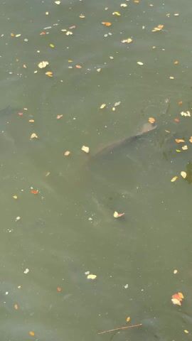 The video shows a murky body of water scattered with small, colorful leaves. Several fish are visible swimming beneath the surface, their forms indistinct due to the water's opacity. A coconut floats near the surface on the left side of the frame. The camera remains static throughout the video, providing a top-down view of the scene.