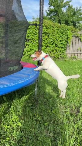A white Jack Russell Terrier with brown and black markings, wearing a red collar, is in a grassy backyard. The dog is looking upwards at a trampoline. The trampoline has a black safety net and a blue and red padded edge. Behind the trampoline, there is a dense green hedge and a wooden fence. The sun is shining, casting shadows on the grass. The dog is positioned in front of the trampoline, with its head tilted up as if observing something or waiting for something to happen. The overall scene is one of a playful or curious dog in an outdoor setting.