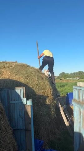A person is working on a large haystack under a clear blue sky, likely in the early morning or late afternoon given the lighting. The person is wearing a yellow shirt, dark pants, and black rubber boots, and is using a pitchfork to move hay. The haystack is tall and rounded, built upon a wooden structure. To the left, a rustic blue wooden gate or door is visible, also adorned with hay. To the right, a wooden ladder leans against the haystack, and a blue tarp covers some objects. The background shows a grassy field with a few buildings and trees in the distance, suggesting a rural or agricultural setting. The overall scene depicts manual labor related to harvesting or storing hay.