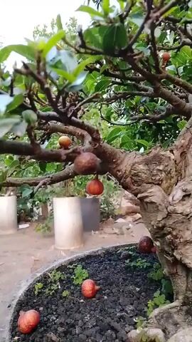 The video shows a close-up of a bonsai tree with several small, reddish fruits hanging from its branches and some on the dark soil around its base. The tree has a thick, gnarled trunk and is planted in a large, shallow pot. The pot is placed on a blue stand outdoors, with lush green foliage and trees visible in the background. The camera slowly pans out to reveal more of the bonsai and its surroundings.