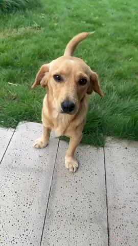 A golden-colored dog stands on a tiled surface in front of a grassy area. The dog is looking directly at the camera. The dog's tail is raised and its head is tilted slightly. The dog blinks. The dog's tail moves. The dog's head is lowered. The dog blinks again.