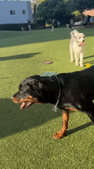 Dogs gather at West Hollywood park during early morning hours