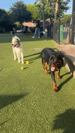 Dogs gather at West Hollywood park during early morning hours
