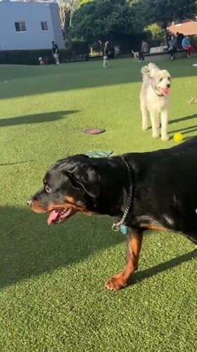 Dogs gather at West Hollywood park during early morning hours
