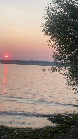 This vertical video captures a serene sunset over a lake in Smolino, Russia. The sun, a vibrant red orb, is positioned on the left side of the frame, casting a shimmering red reflection across the gently rippling water. The sky transitions from a soft pink near the horizon to a pale orange and yellow further up, indicating it is either sunrise or sunset.

In the foreground, a young girl with long brown hair is seen at the edge of the lake. She is wearing a light blue t-shirt and dark shorts. Initially, she stands and leans towards the water, then she crouches down, her back mostly to the camera, as if examining something on the shoreline or perhaps about to touch the water. The shoreline is covered in green grass and some debris, suggesting a natural, unmanicured setting. To the right, a large tree with drooping branches partially frames the scene, its leaves rustling slightly in the breeze. The overall atmosphere is peaceful and tranquil, evoking a sense of quiet contemplation as the day ends. There is no visible text in the video.