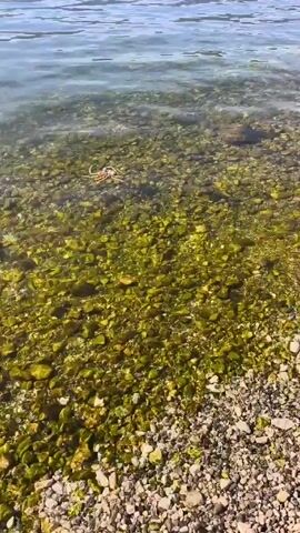 The video shows a lakeside scene with clear water and a rocky shoreline. Two ducks are swimming in the water, and a dead crab lies on the bottom, among the rocks. Mountains are visible in the background.