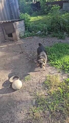 A medium-sized dog with dark fur and a fluffy mane is chained to a post next to a wooden doghouse. The dog is looking towards the camera and appears agitated. A metal bowl and a large, light-colored ball are on the ground near the dog. The scene is outdoors, with dirt ground and overgrown grass. A wooden fence and some trees are visible in the background.