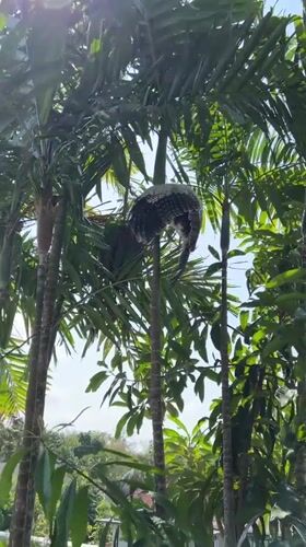Owl spotted perched in palm trees, Kuta Selatan