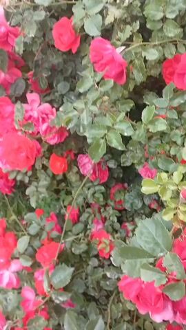 This video showcases a vibrant bush laden with numerous red and pink roses, likely in a garden setting. The roses are in various stages of bloom, with some fully open and others in bud. Lush green leaves provide a rich backdrop to the colorful flowers. The scene appears to be outdoors, possibly in a residential area, given the presence of a chain-link fence and a red car partially visible in the background. The sunlight suggests it's daytime, and the lushness of the foliage implies fair weather. There are no people visible in the frame. The overall impression is one of natural beauty and abundance, with the roses exuding a sense of vitality and charm. The location context suggests this might be in Orto-Örüktü, Kyrgyzstan, a detail that could add to the understanding of the specific rose varieties and growing conditions.