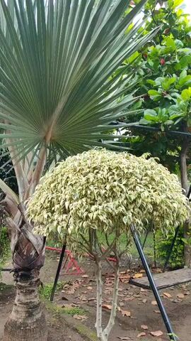 The video shows a close-up view of a small, potted plant with variegated green and white leaves, shaped into a dome. The plant is in the foreground, with a large fan-shaped palm leaf visible behind it to the left. To the right of the plant, other greenery and trees are visible, along with what appears to be a metal support structure. The ground beneath the plant is covered in dirt and some scattered debris. The lighting suggests an outdoor setting, possibly during the day.