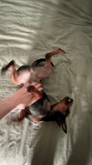 Dog owner plays with miniature pinscher in Saint Petersburg