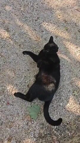 A black cat is lying on its back on a gravelly surface. The cat is wearing a blue collar. The cat is stretching and appears to be relaxed. The camera is positioned directly above the cat, looking down. The surrounding environment is a mixture of gravel and some fallen leaves. Sunlight is casting shadows on the ground, suggesting it is outdoors. The audio consists of human speech, which is not directly related to the visual content of the cat.