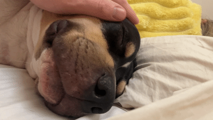 Mixed breed dog sleeps peacefully in Tel Aviv morning