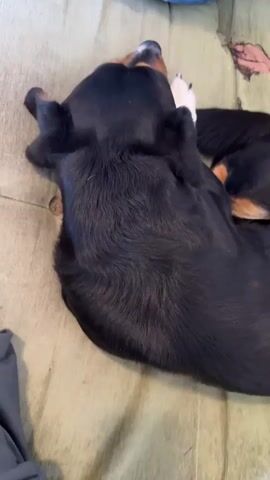 The video begins with a close-up shot of a black and tan dog sleeping on a green patterned surface, possibly a couch or bed. The dog is lying on its side with its head resting on its paws. Its tail is visible curled around its body. The camera then pans to a wider shot showing a DJ controller placed on a table covered with a dark floral patterned cloth. A person's hands are seen interacting with the DJ controller. The controller has various buttons, knobs, and a screen. A smartphone is also visible on the table near the controller. The flooring appears to be wood. In the background, there are some objects on the floor, including a red bucket and some tools. The lighting in the scene is natural daylight. The person's legs and feet, wearing sandals, are also visible. A small disco light is placed on the table and is emitting a colorful light. The scene suggests a casual setting, possibly a living room or a hobby space.