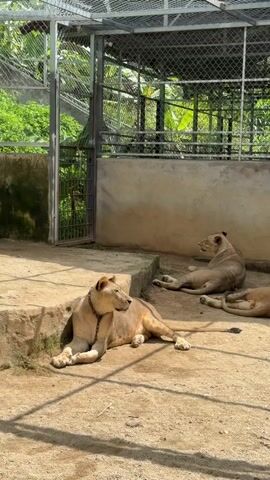 The video shows three lions in an enclosure. Two lions are lying down, and one is sitting up and looking to the side. The enclosure appears to be outdoors, with a concrete floor and a chain-link fence. There are trees and foliage visible outside the enclosure. The lions are all light brown in color. The lion in the foreground is wearing a chain around its neck. The video is filmed from a slightly elevated position, looking down at the lions. The lighting suggests it is daytime.