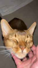 Green-eyed Abyssinian cat hangs out around the house