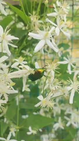 A close-up, vertical video shows a green beetle with iridescent wings on a cluster of small white flowers. The beetle is positioned in the center of the frame, its body angled to the right. The flowers are delicate, with thin, white petals and prominent yellow stamens. Green leaves are visible in the background, as well as a blurred, green mesh fence. The lighting appears to be natural daylight, with a slight softness to the focus. The video is short, lasting only a few seconds, and shows no discernible movement of the beetle or the flowers.
