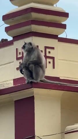 A gray langur monkey sits on the edge of a cream and maroon building, its tail extending out behind it. The building appears to be a temple, with decorative tiered roofs and a swastika symbol visible on the facade. The monkey is looking to the left. The camera zooms out to reveal more of the temple and its surroundings, including a scooter parked on the left side of the frame and a flag on top of the temple. The sky is cloudy.