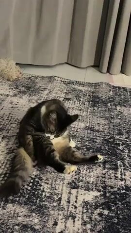A long-haired cat is sitting on a patterned rug, grooming itself. The cat is dark brown and black with white markings on its chest and paws. Its hind legs are splayed out, and it is licking its front paw. The rug has a distressed black and white pattern. In the background, a grey curtain is visible. To the left of the cat, a fluffy toy is partially visible.